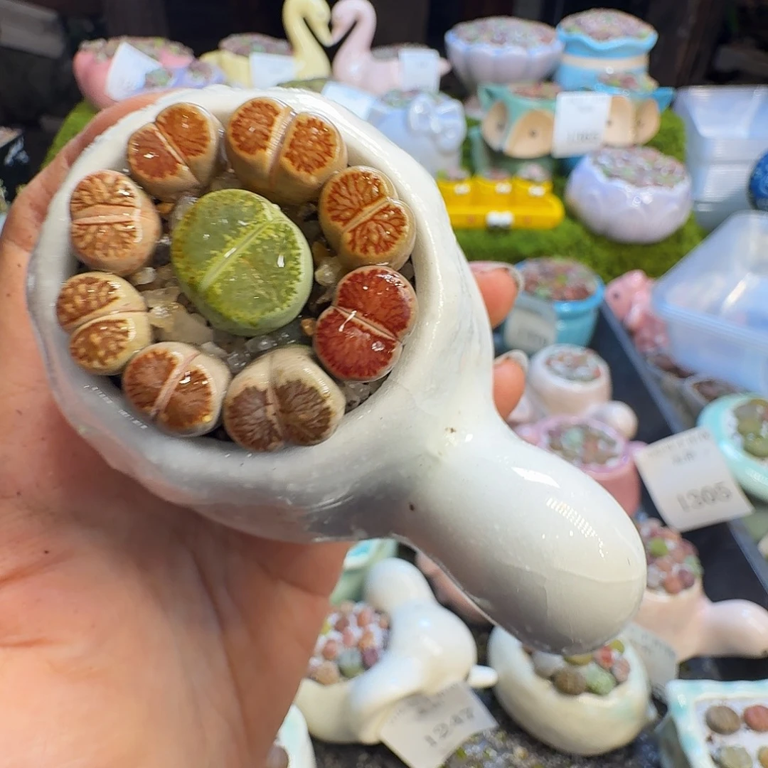 多肉葡萄的味道1371