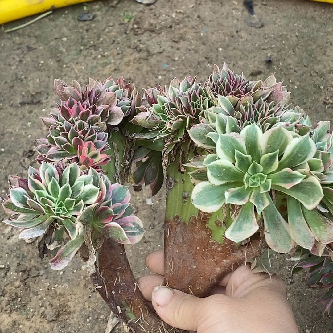 904女神缀化多肉植物无售后