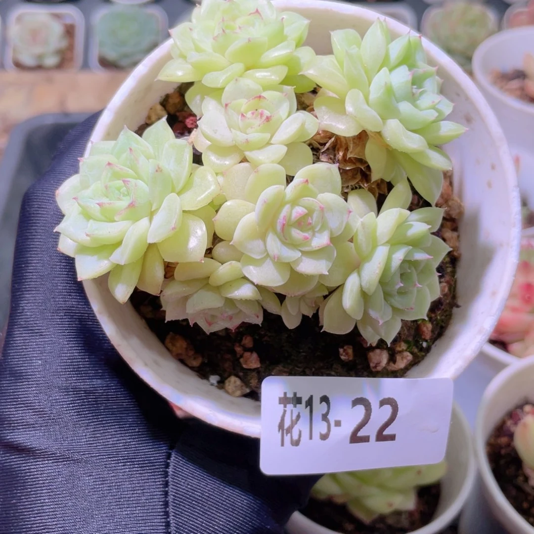 花利美13-22白天鹅
