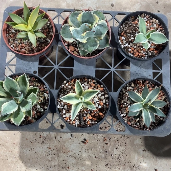 新手福利套餐6个一组