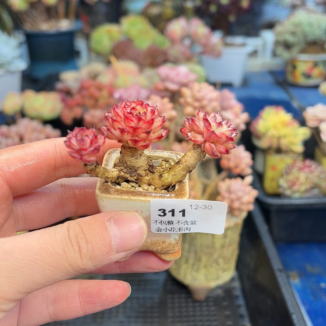 晴****g311不带盆