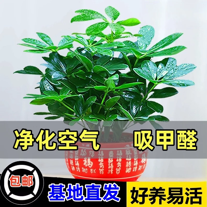 八方来财水培鸭脚木四季常青办公室内绿植物盆栽花卉发财树苗招财