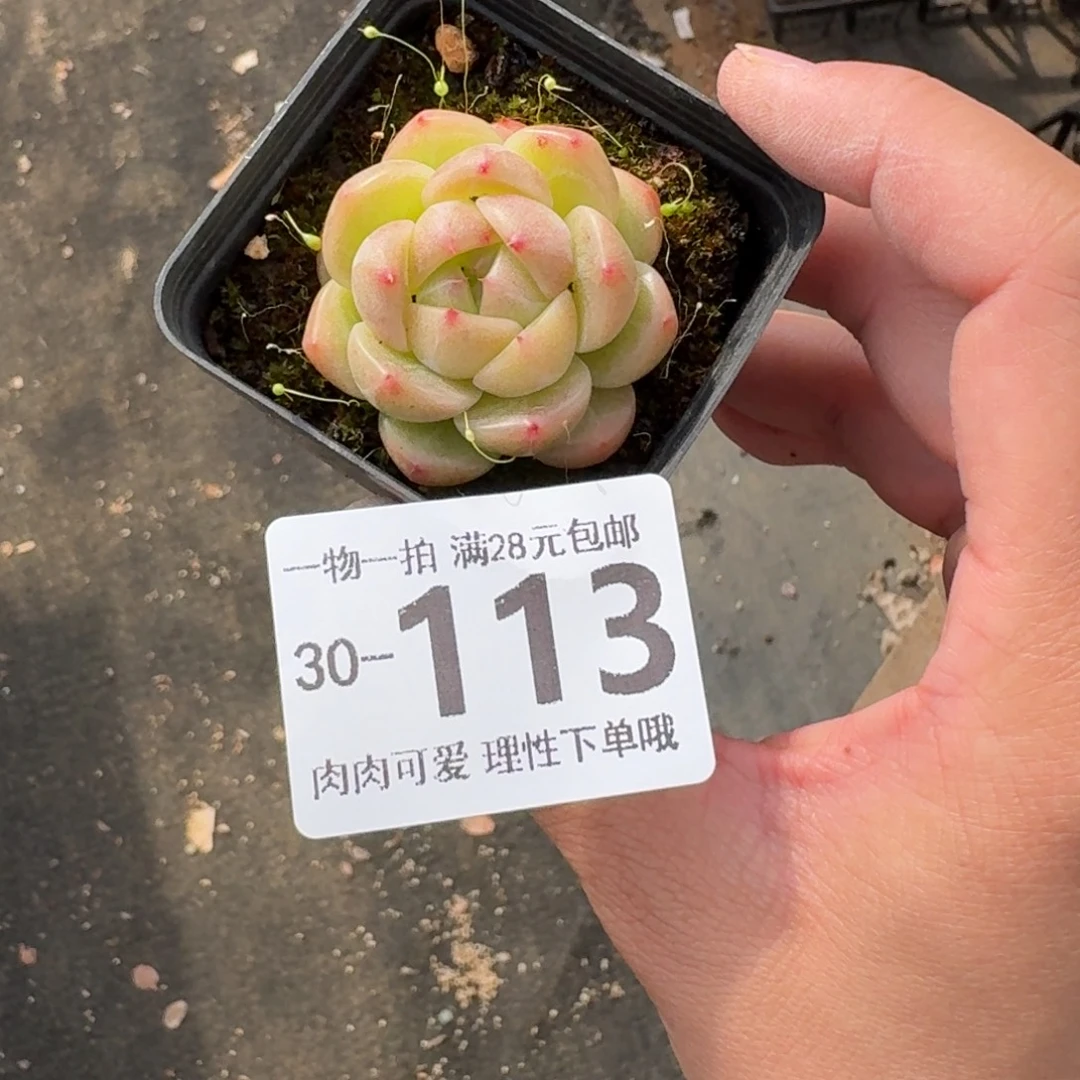 一***鹿小珍妮无盆土发货