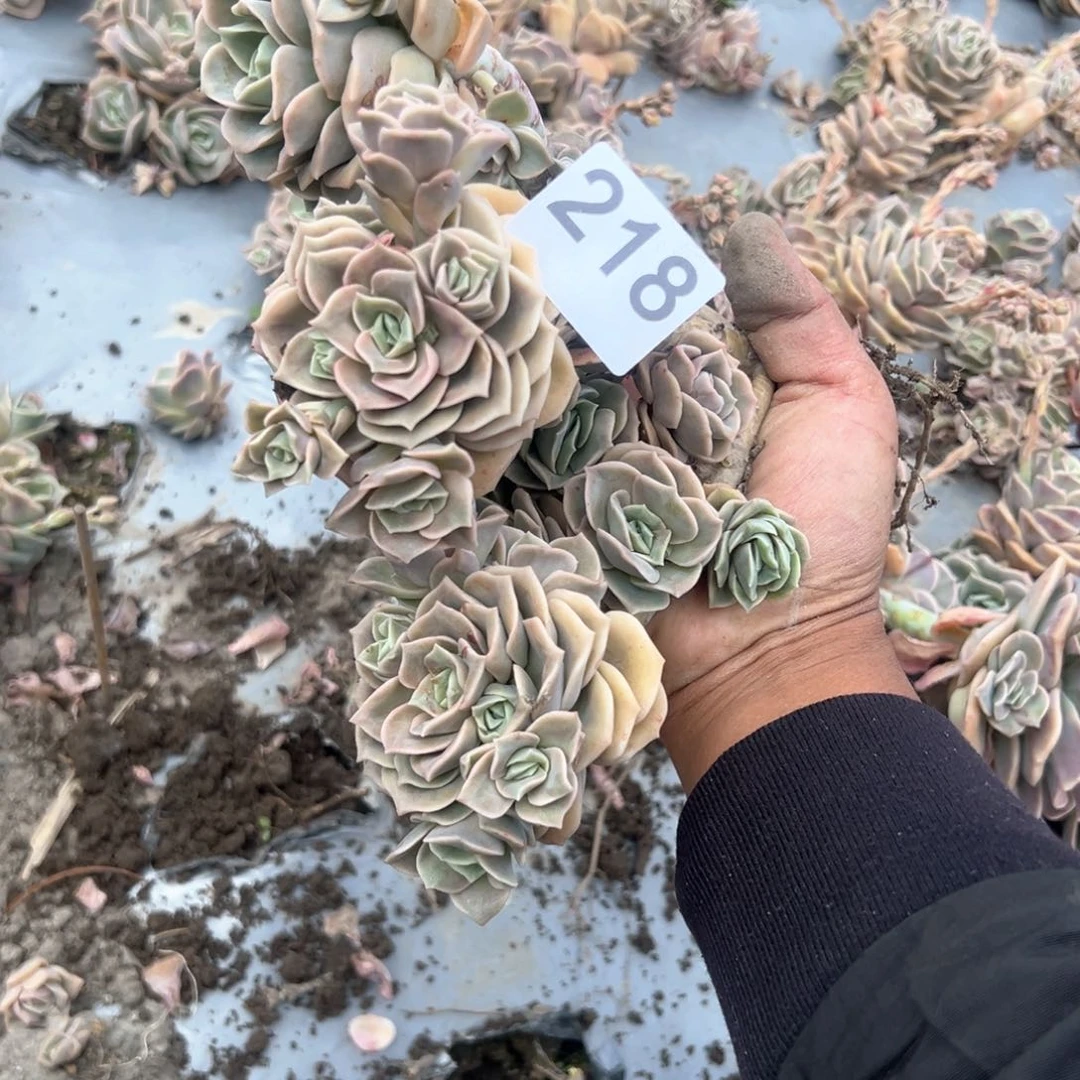 218可爱玫瑰可爱