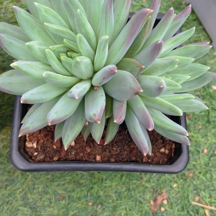 喙*新品美人11111111