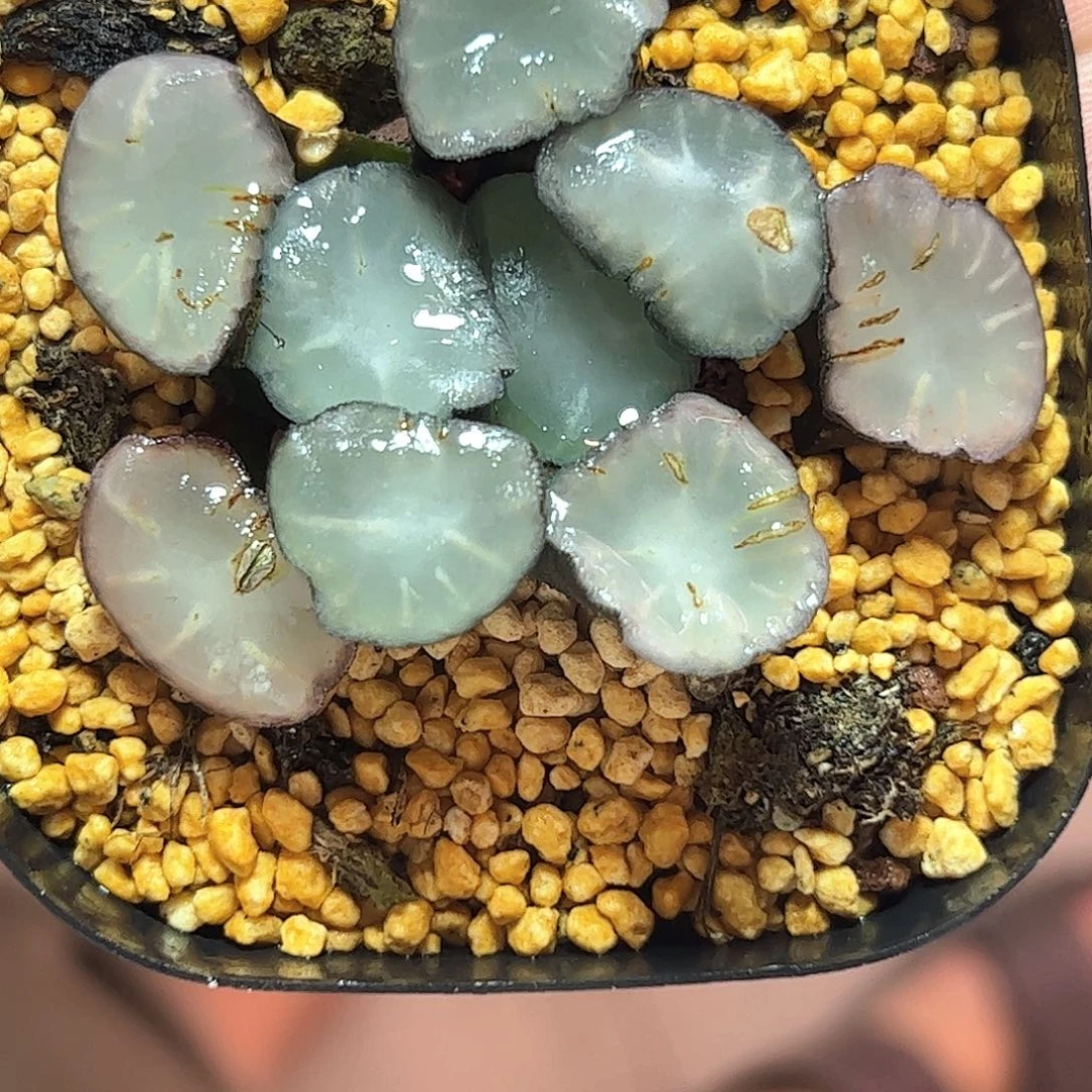 盐湖城万象十二卷多肉
