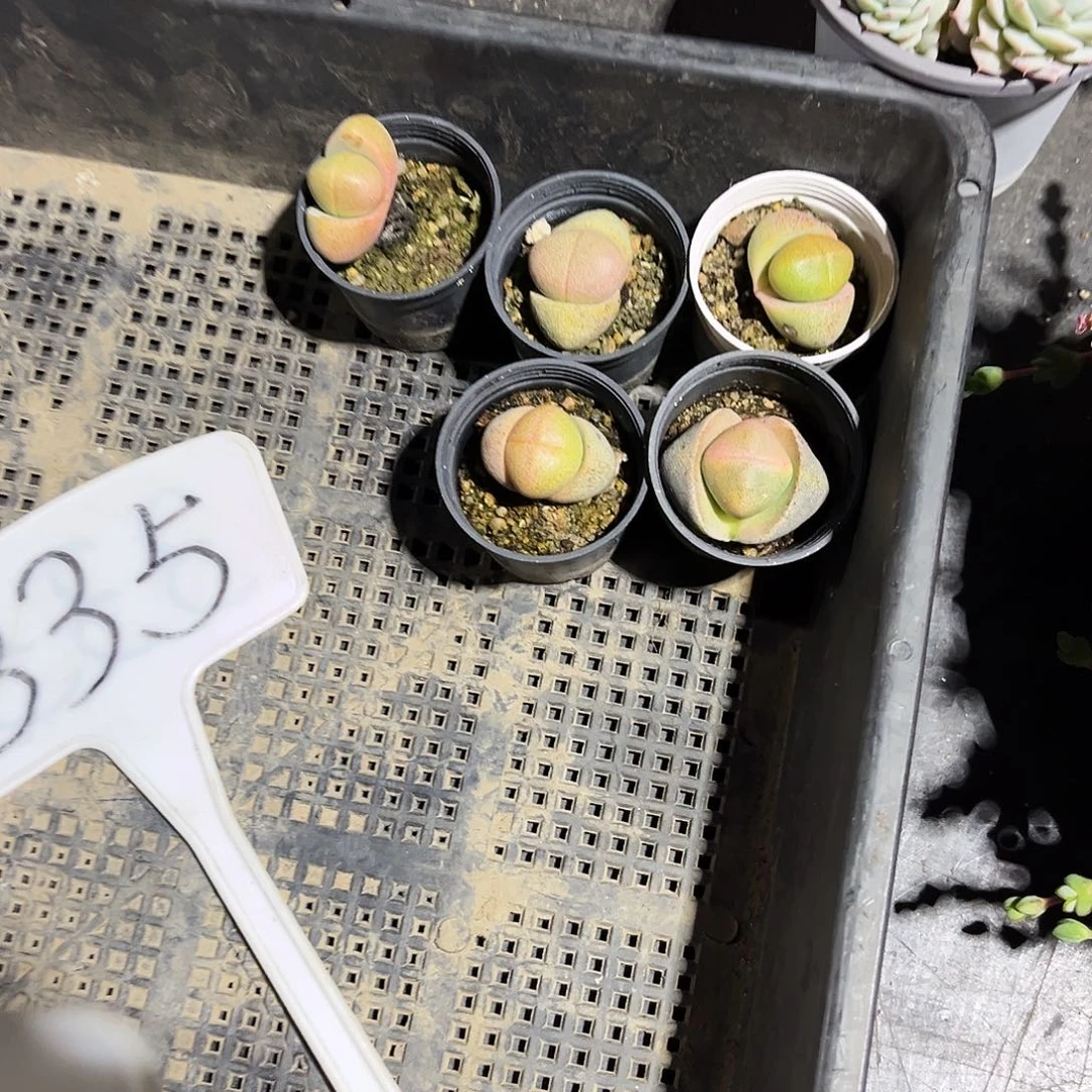 逸*335多肉植物提取萃取剂中