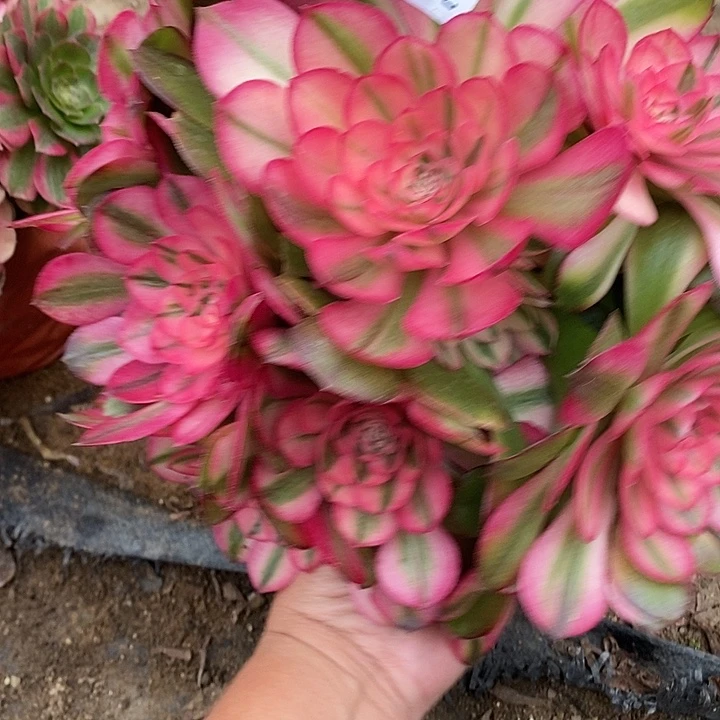 多肉植物荔枝895多肉