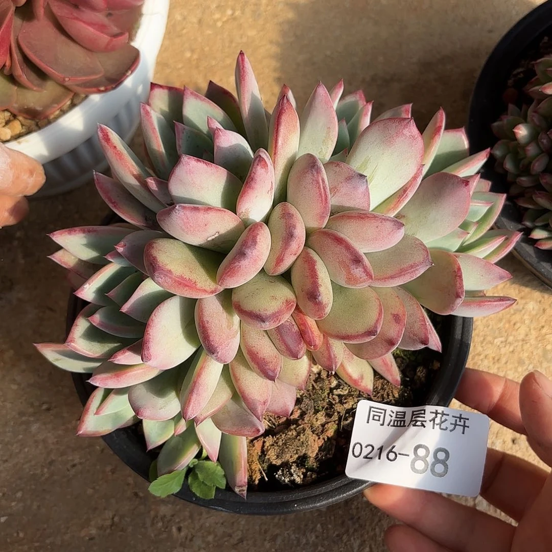 同温层多肉拉糖88