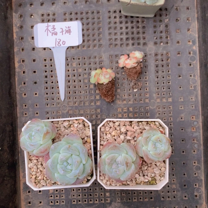 橘子海冰玉脱土发货