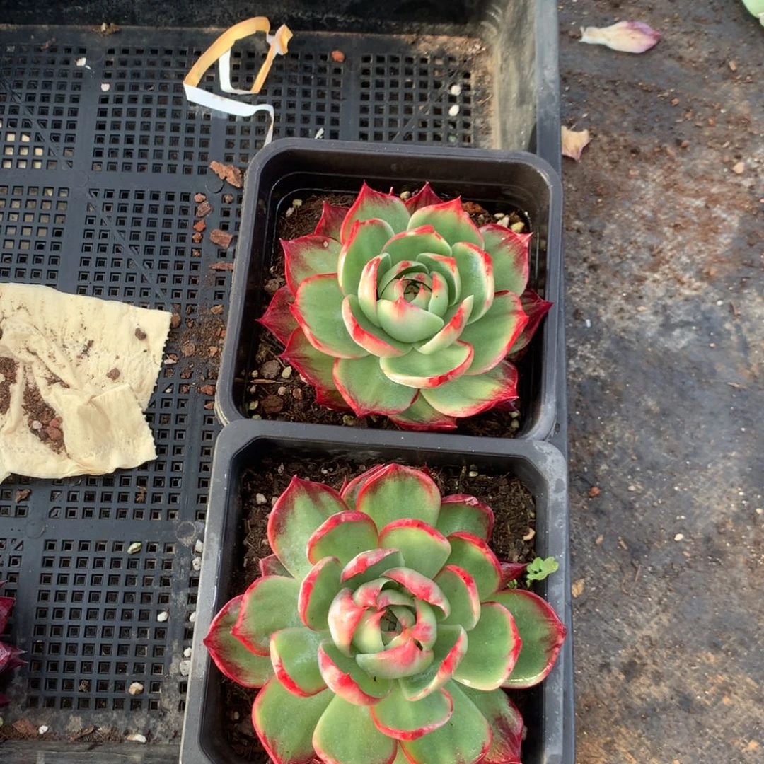 3578一物一拍2颗9厘米