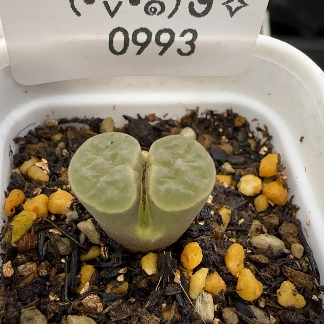 0993。默认脱土。18包邮。偏远88包邮
