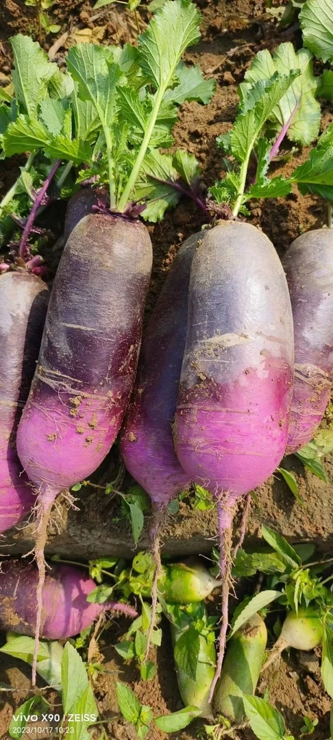 冰淇淋水果萝卜：2.5kg