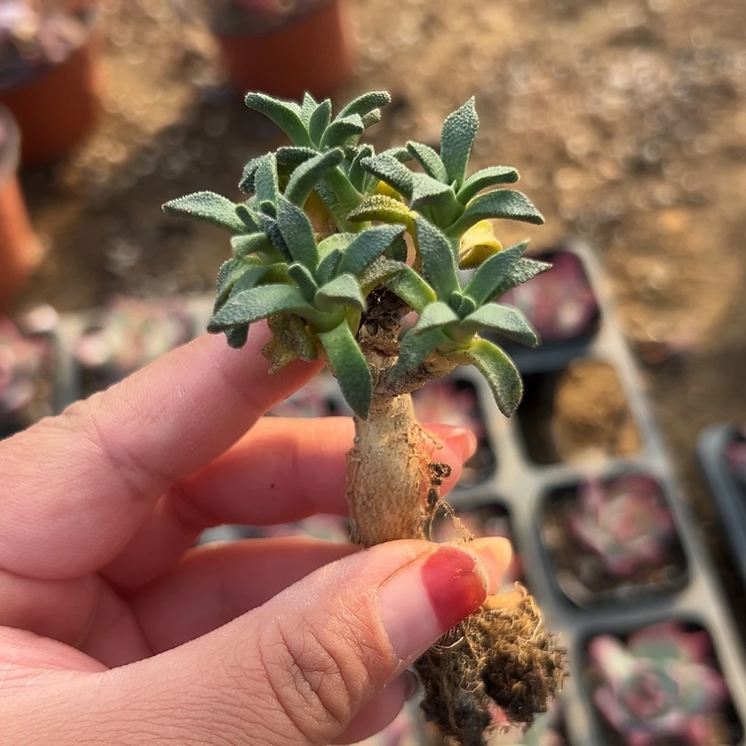 多肉植物多肉植物