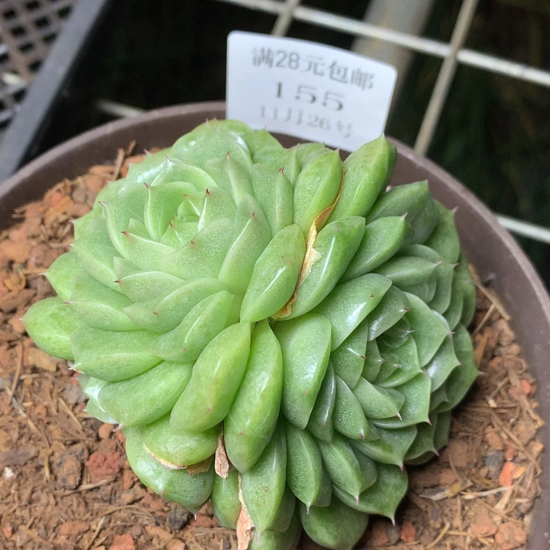 【闪购商品】云155号线
