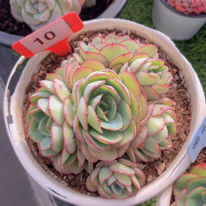 健健康康平平安安