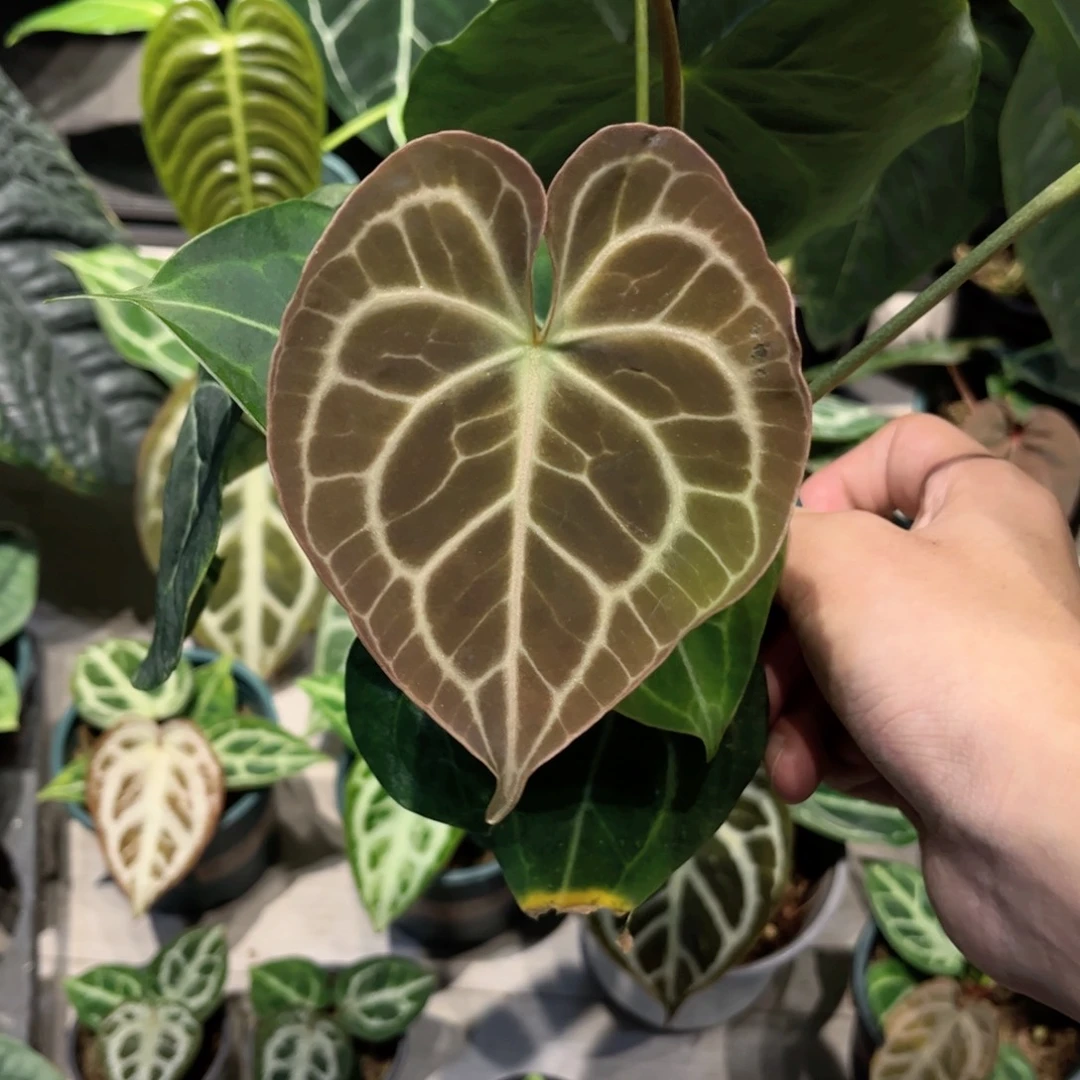 完全开放克莱恩花烛