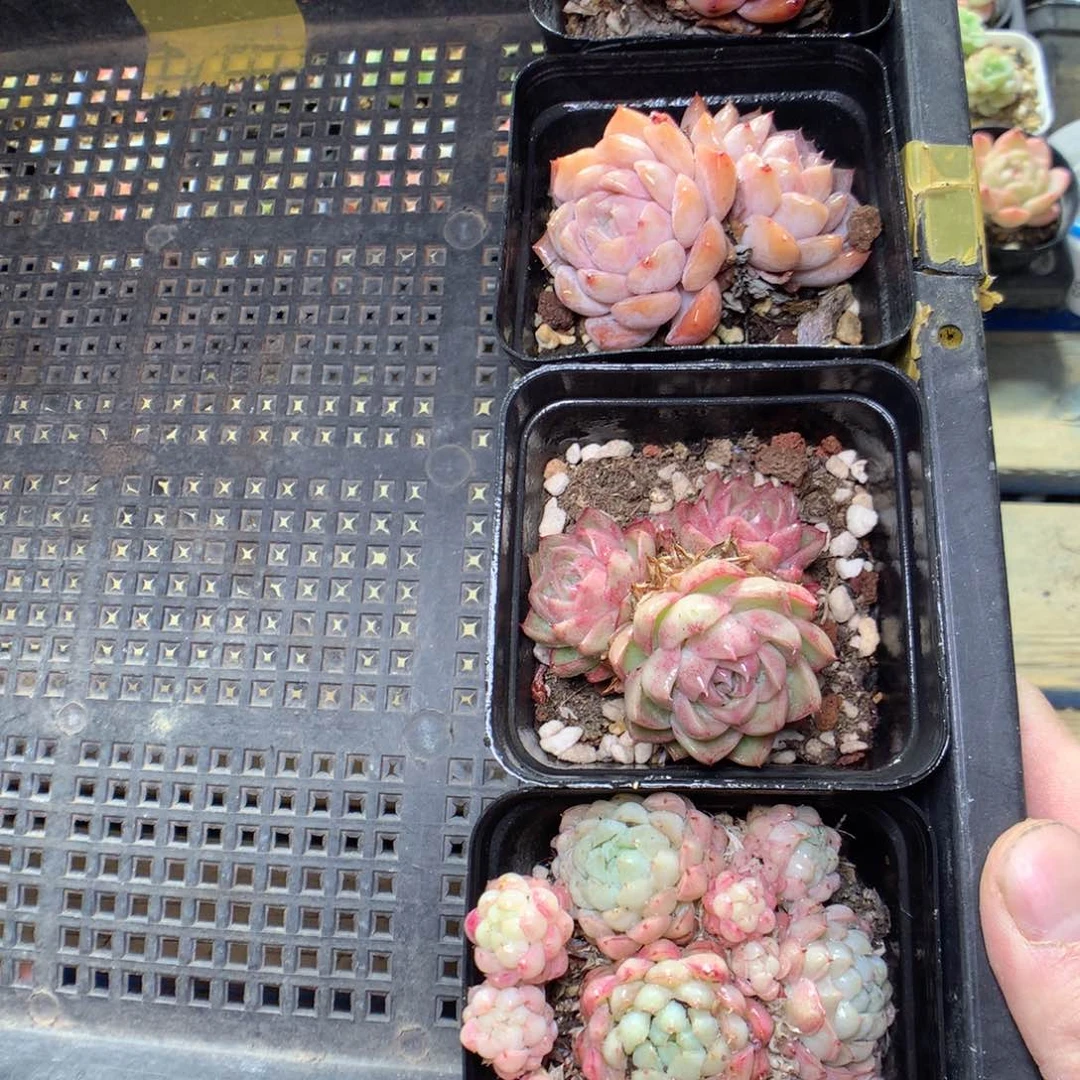 X83y y y y y y y y y y