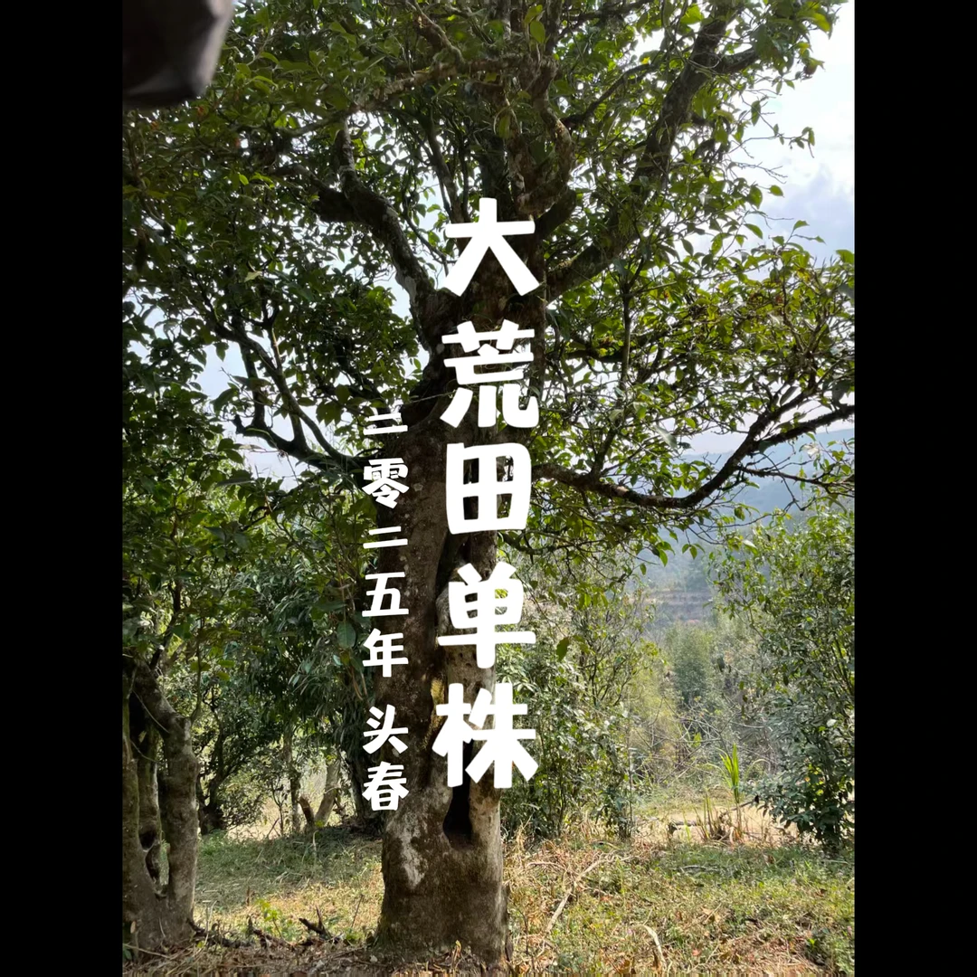 【国庆中秋单株专拍】2025年邦旭 大荒田单株 头春古树普洱生茶散茶