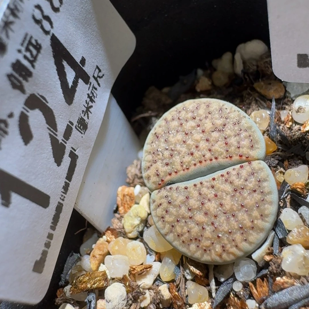 Sssss精品生石花124