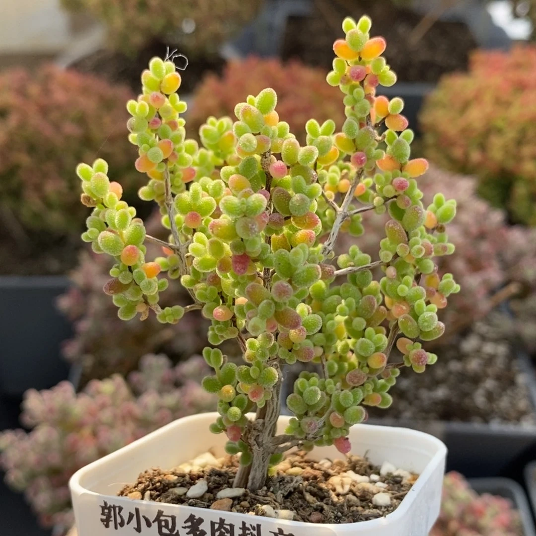 乐*丶蜜橘糖球5663枝干番杏