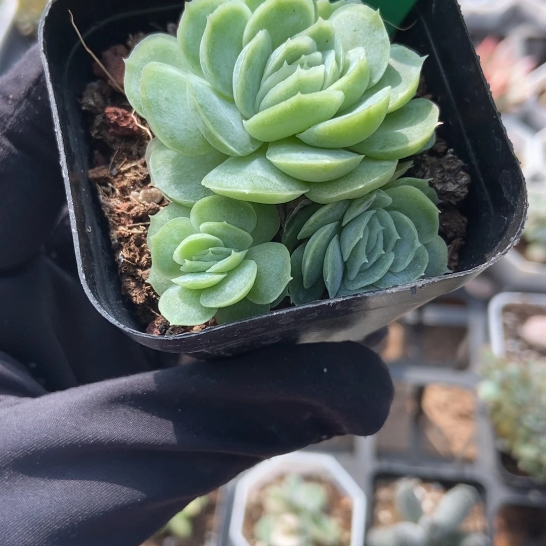 907希娜多肉植物多肉