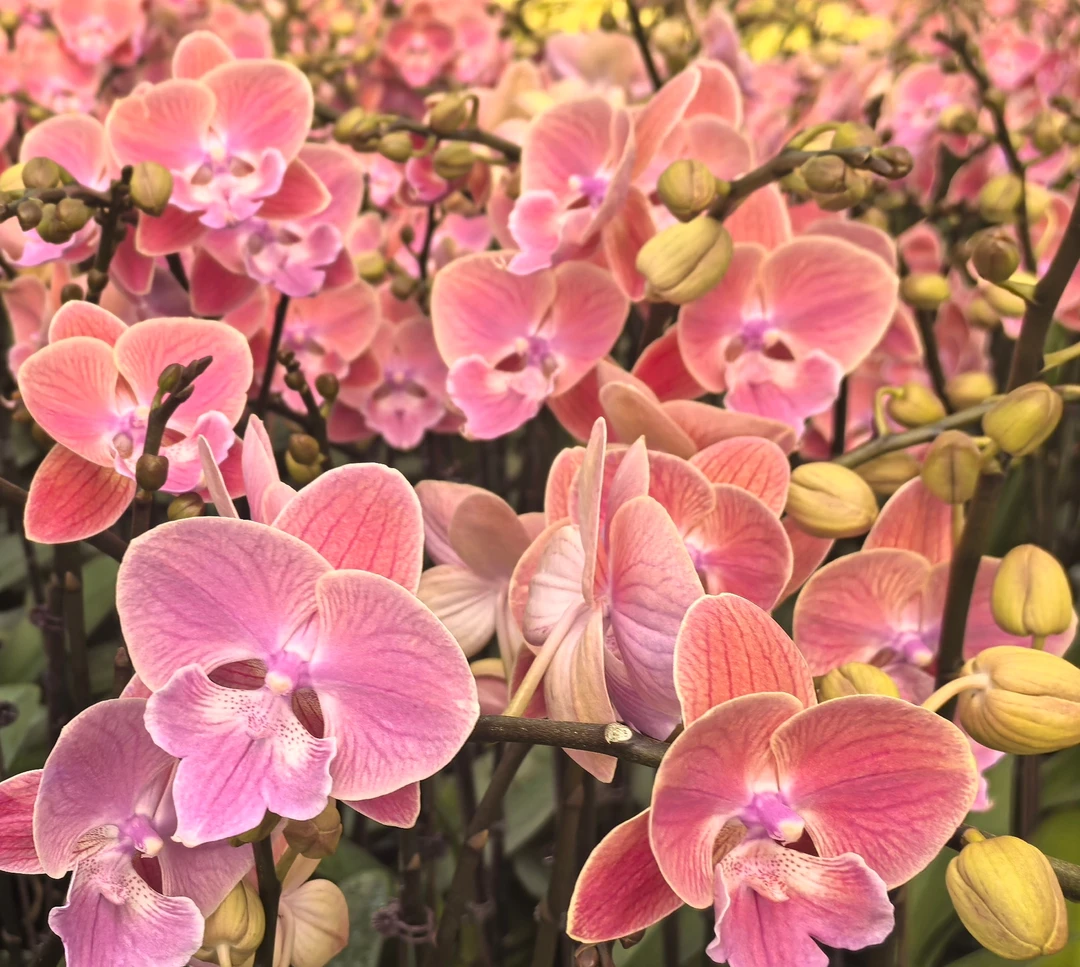 开花苗一颗