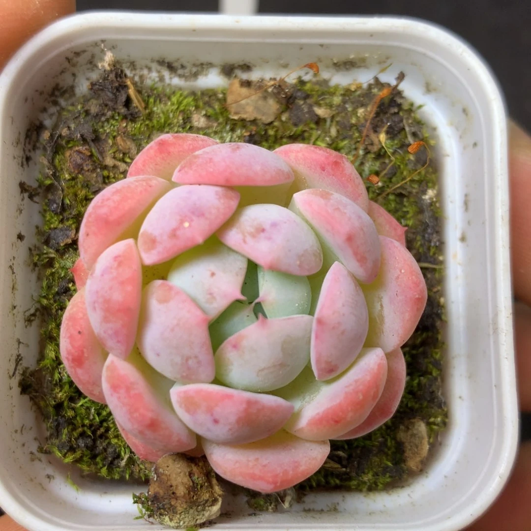 32 精品多肉一物一拍