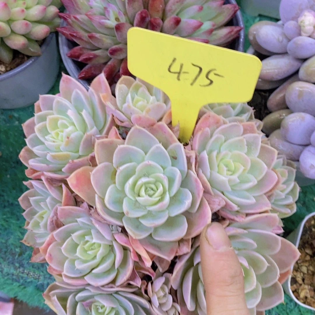 清货场，精品场一物一拍