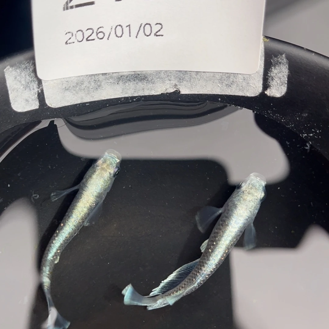 青鳉鱼219新玛利亚一对