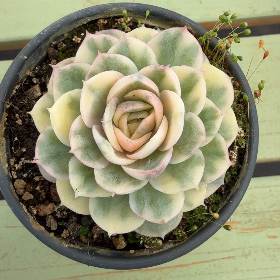 绿体昂锦上园艺一物一拍