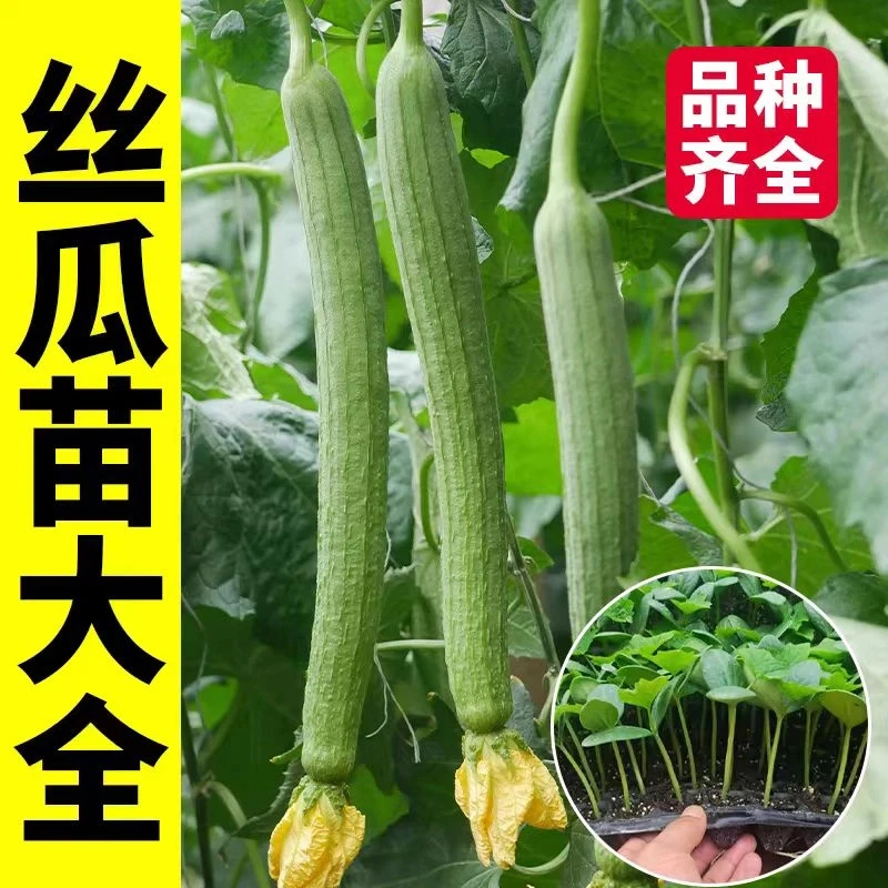 精选高产丝瓜秧苗栽盆栽地栽阳台蔬菜种苗