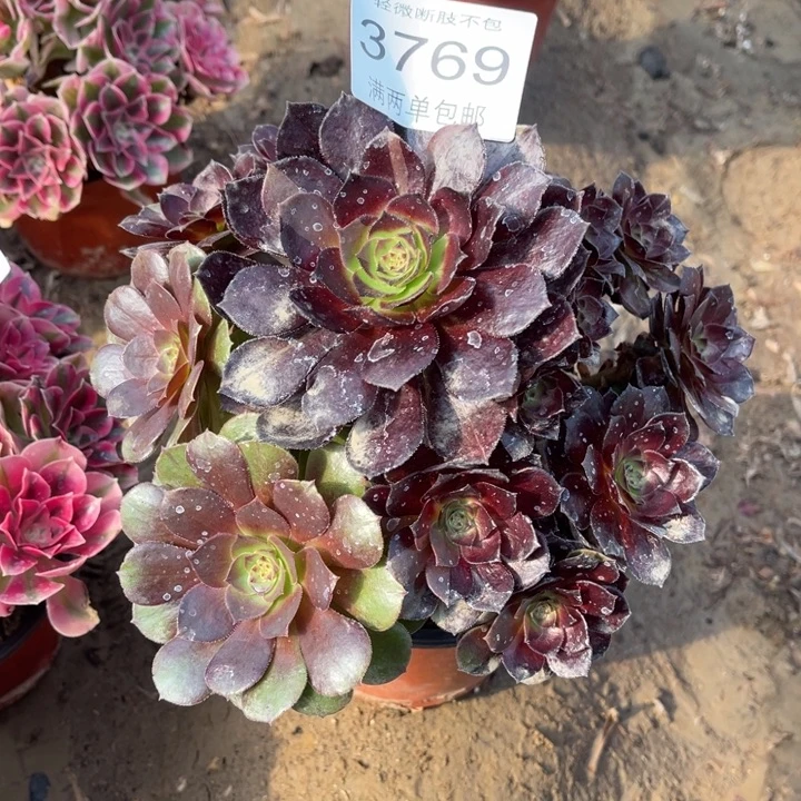 3769花花公子的的的