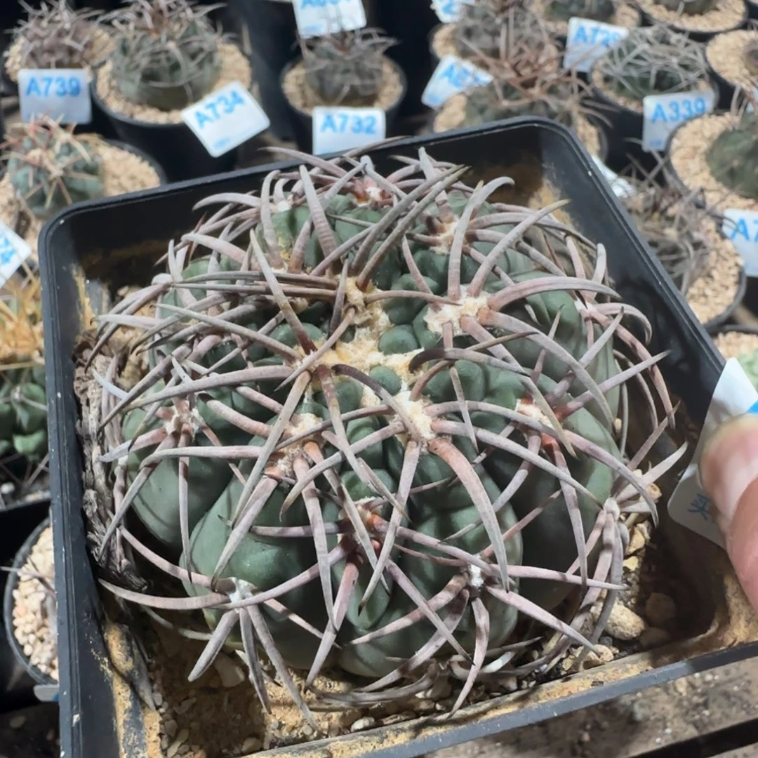 高****天平 实生仙人球594