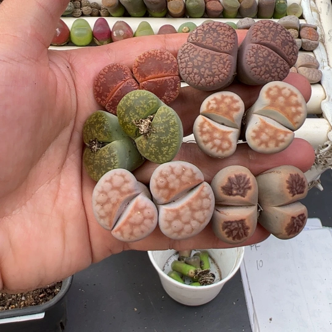 12.10好看的多肉脱土发货651