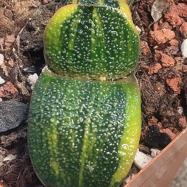 一物一拍竞拍福利拍