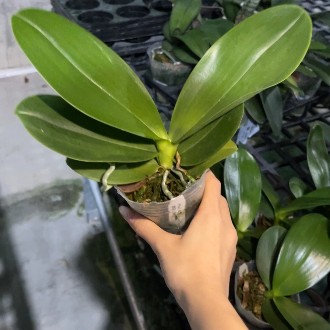 完全开放蝴蝶兰原生