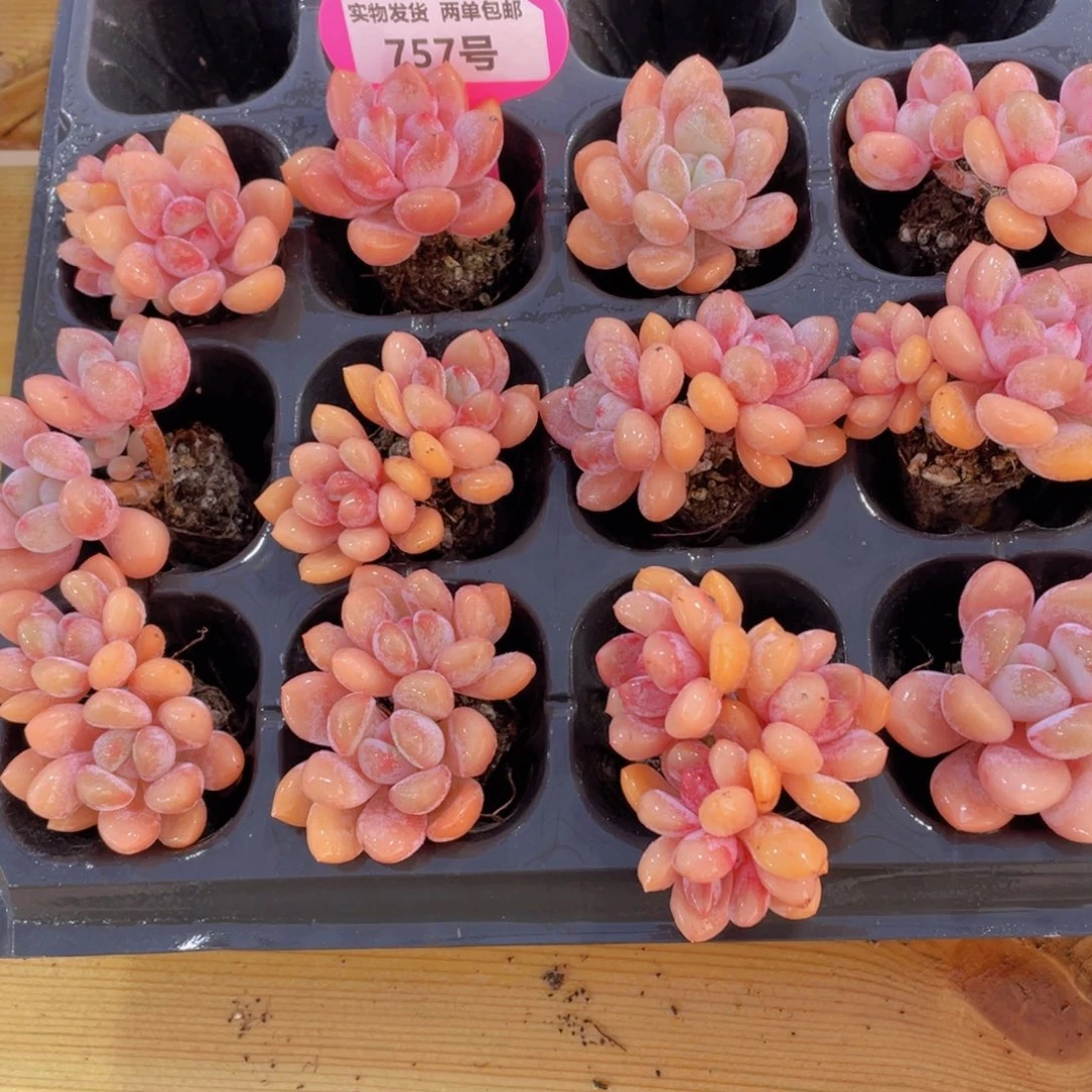 757号 老桩丸叶粉兔全状态3个