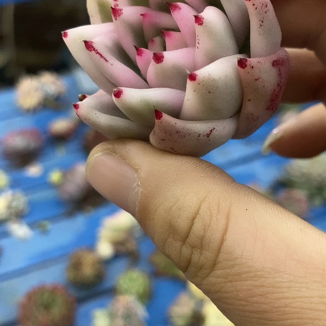 青*754雪白玛利亚锦多肉植物