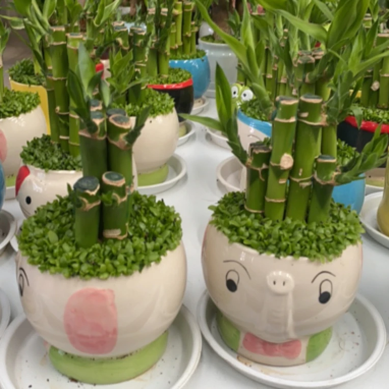 节节高水竹小森林