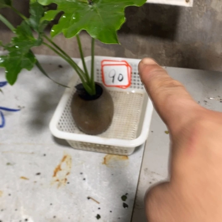 小***敏完全开放退款拉黑90