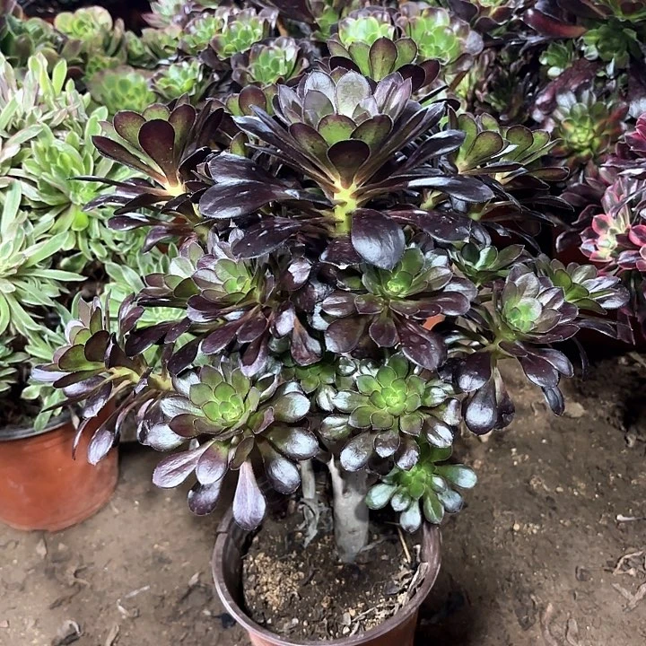 幸***定多肉植物法师圆叶78