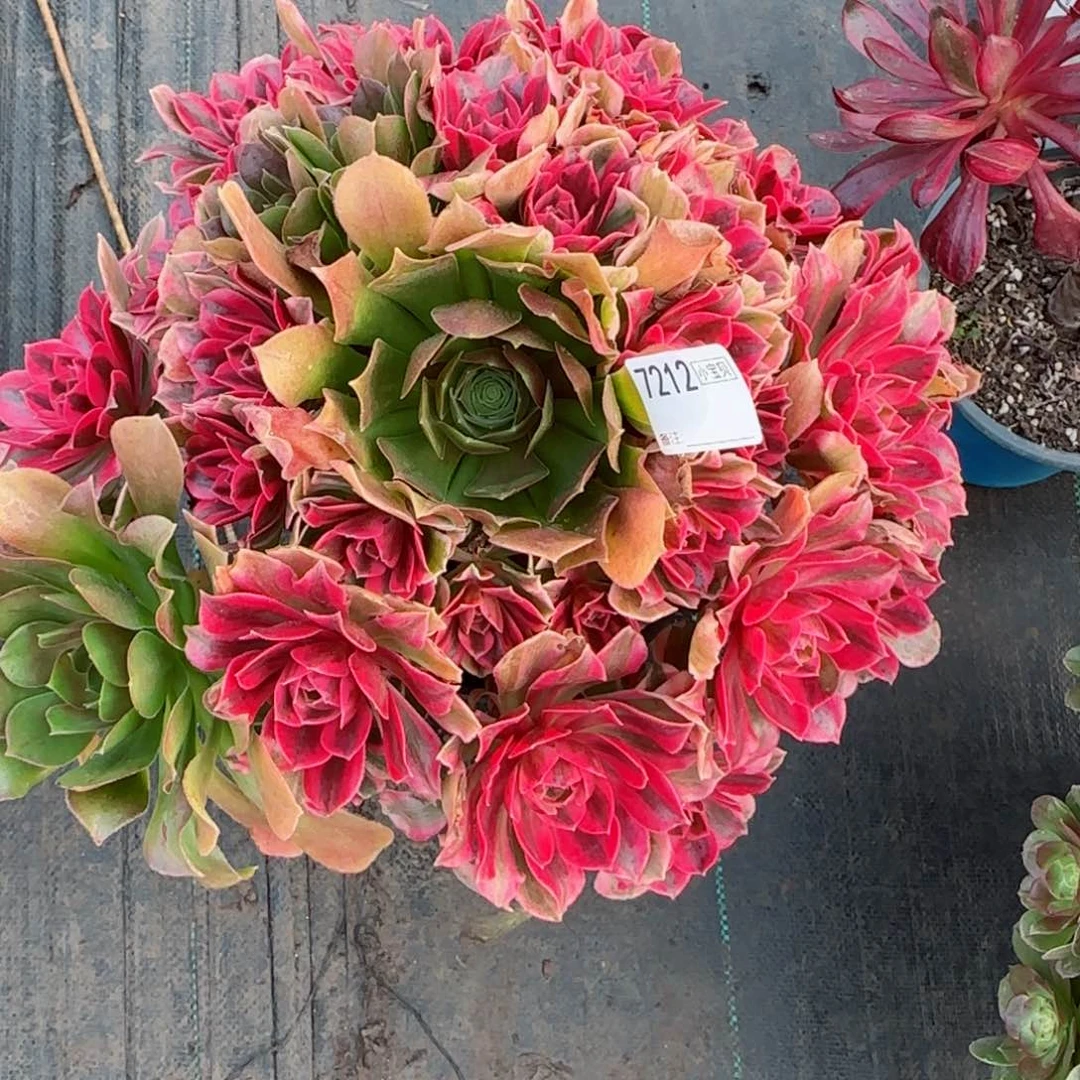 u****凰7212女妖多肉多肉