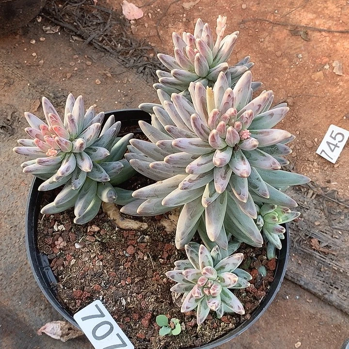 707凤羽一物一拍多肉