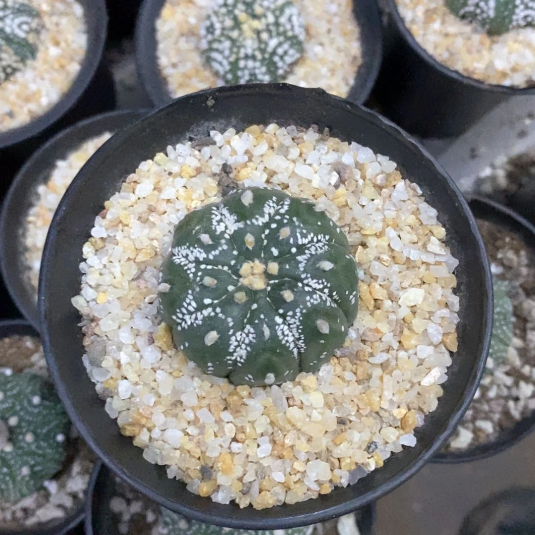 奕***6仙人球的世界里有一