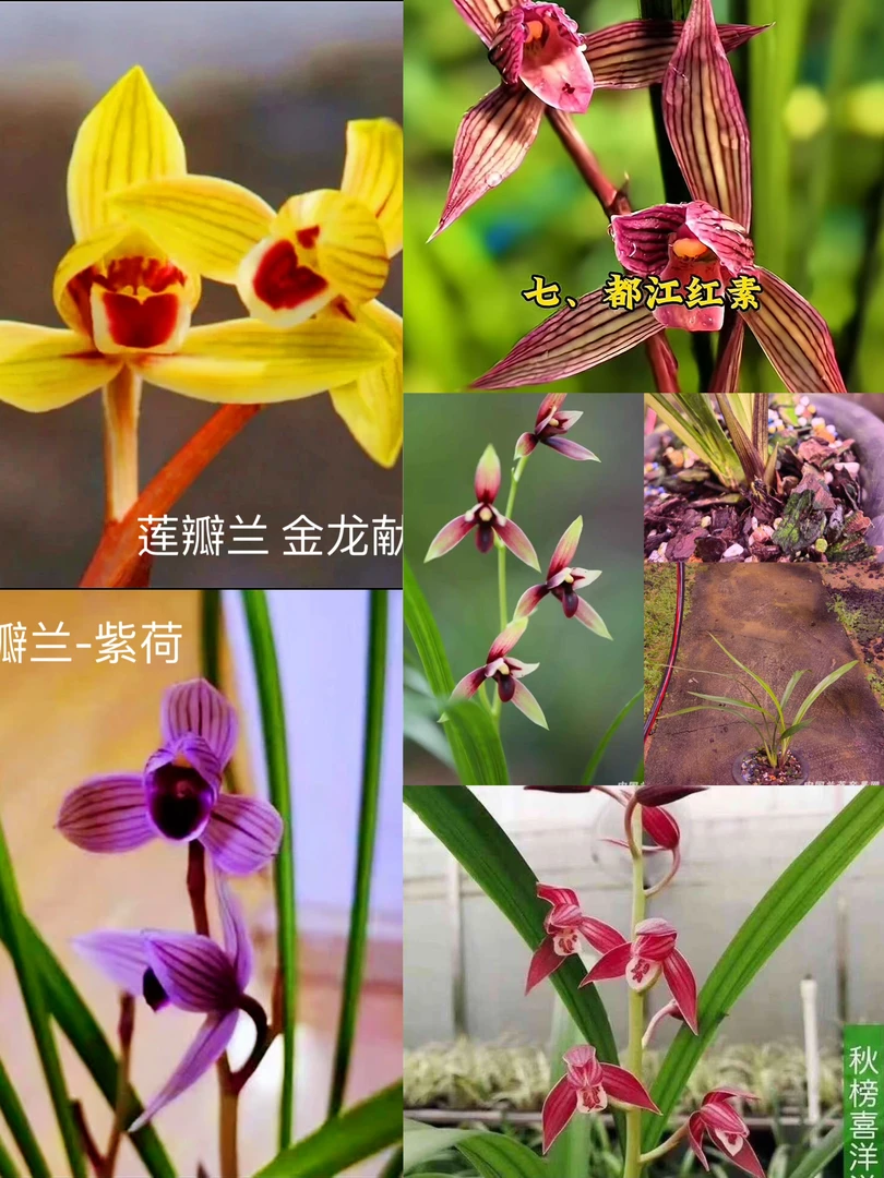 精品兰花六件套好货