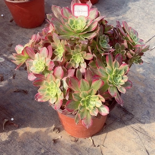 安娜多肉法师112号