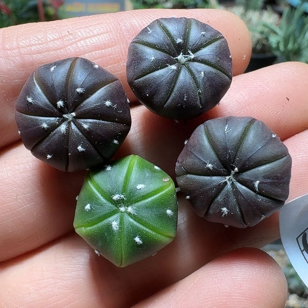 519紫皮兜脱土发货一个随机1.5-2cm