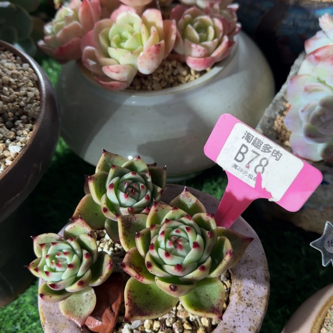 两***丘多肉植物韩版蓝龙老庄哇塞……