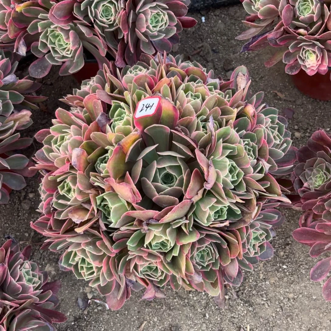 241多肉植物粉女妖